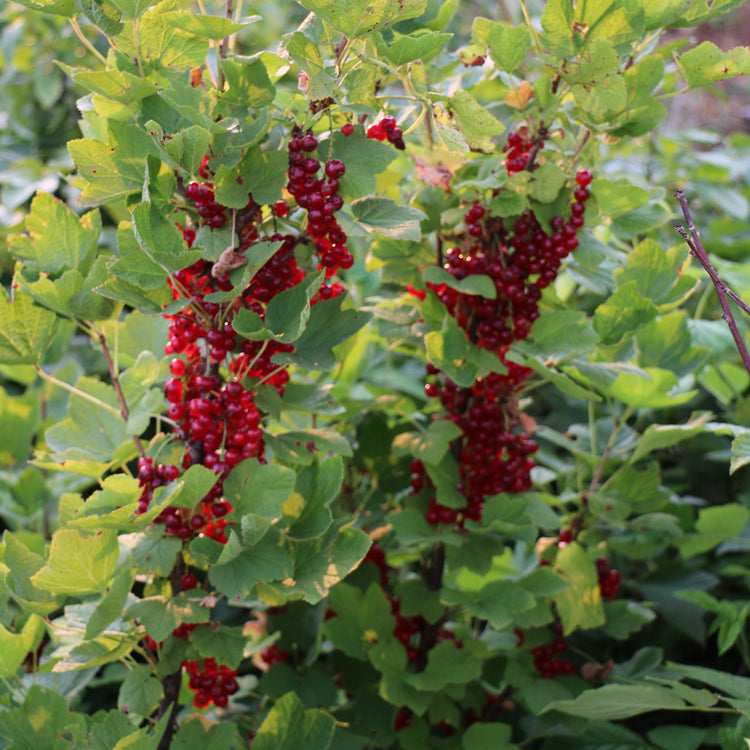 Rote Johannisbeere Ribest® 'Sonette'®-Jungpflanzen