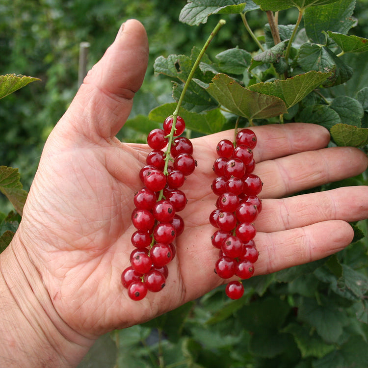 Rote Johannisbeere Ribest® 'Sonette'®-Jungpflanzen