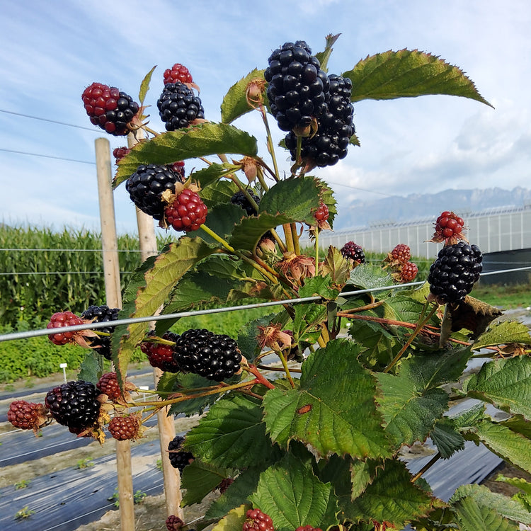 primocane blackberry Gamechanger® 'Burbank' young plants