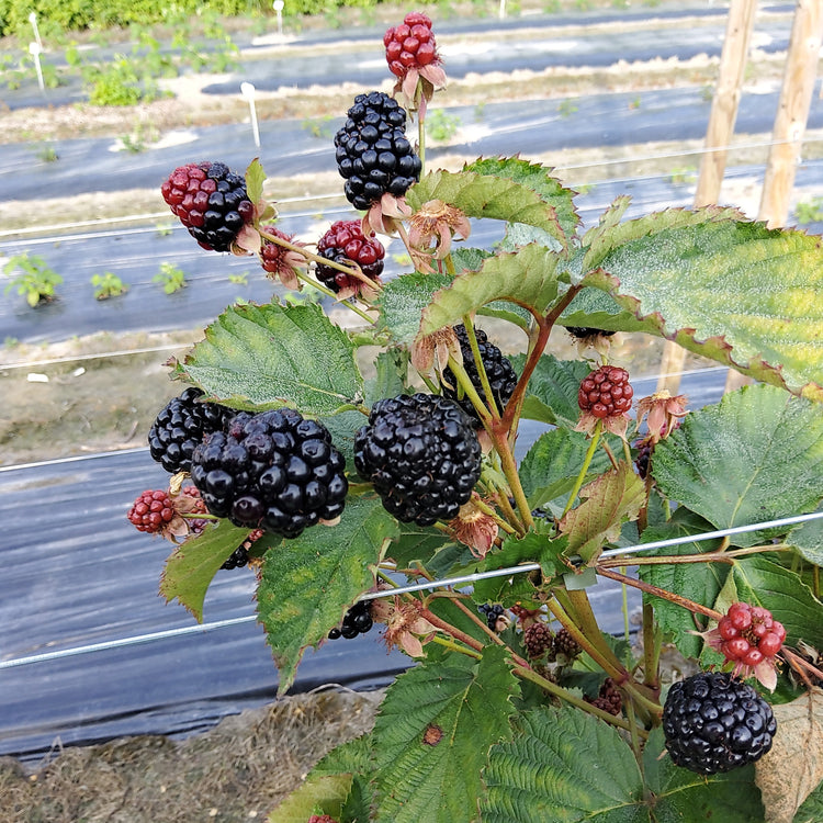 primocane blackberry Gamechanger® 'Burbank' young plants