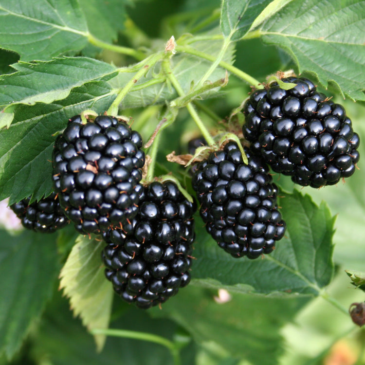 Blackberry Navaho® 'Bigandearly'® young plants