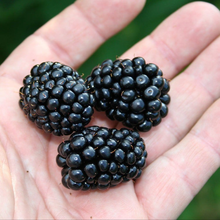 Blackberry Navaho® 'Bigandearly'® young plants