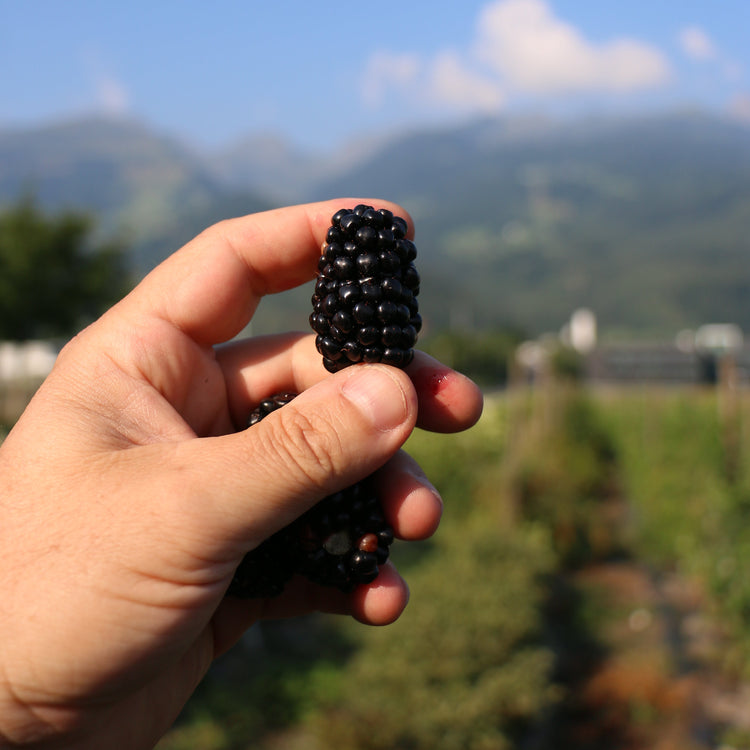 Blackberry Navaho® 'The Big Easy'® young plants