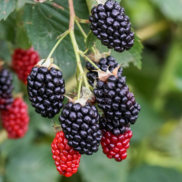 Blackberry Navaho® 'The Big Easy'® young plants