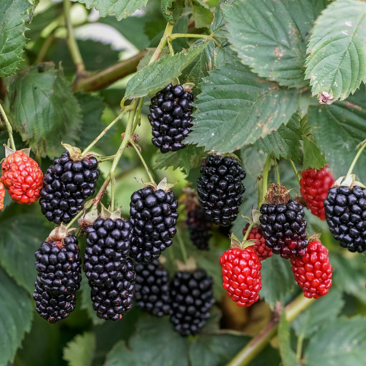Blackberry Navaho® 'The Big Easy'® young plants
