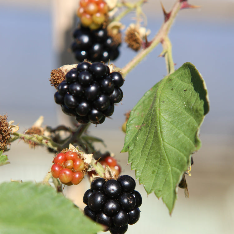 Brombeere 'Theodor Reimers'-Jungpflanzen