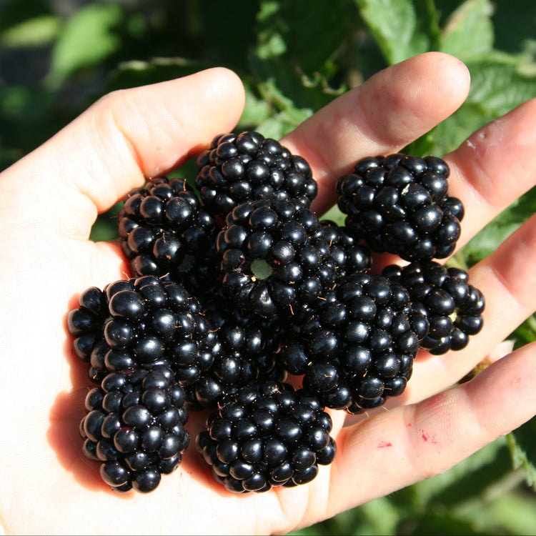 Blackberry 'Navaho® original' young plants