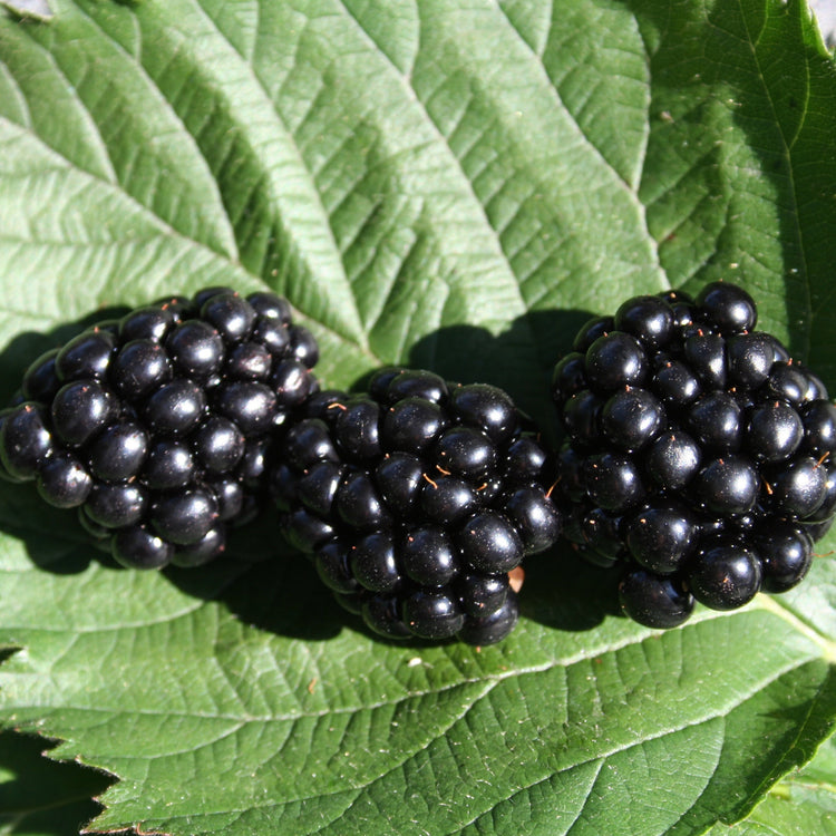 Blackberry 'Navaho® original' young plants
