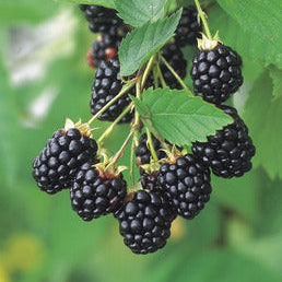 Blackberry 'Navaho® original' young plants
