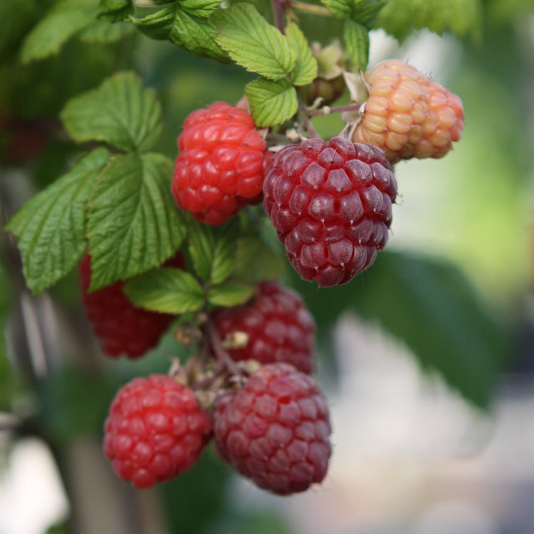 Raspberry 'Glen Ample' - young plant