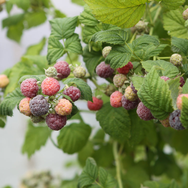 Himbeere 'Glen Coe' - Jungpflanze