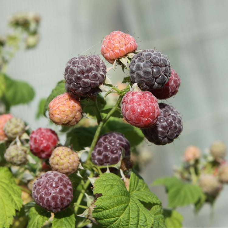 Himbeere 'Glen Coe' - Jungpflanze