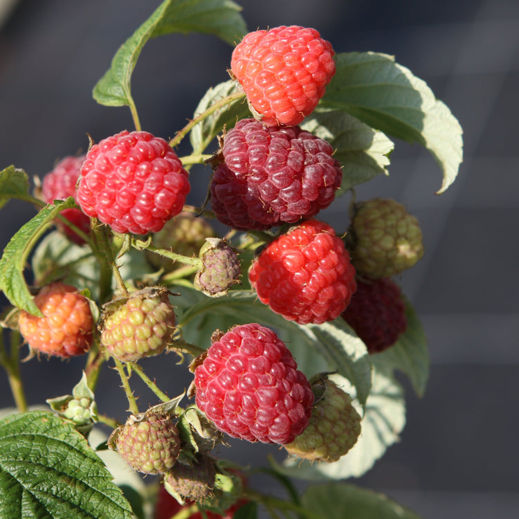 Raspberry 'Heritage' - young plant