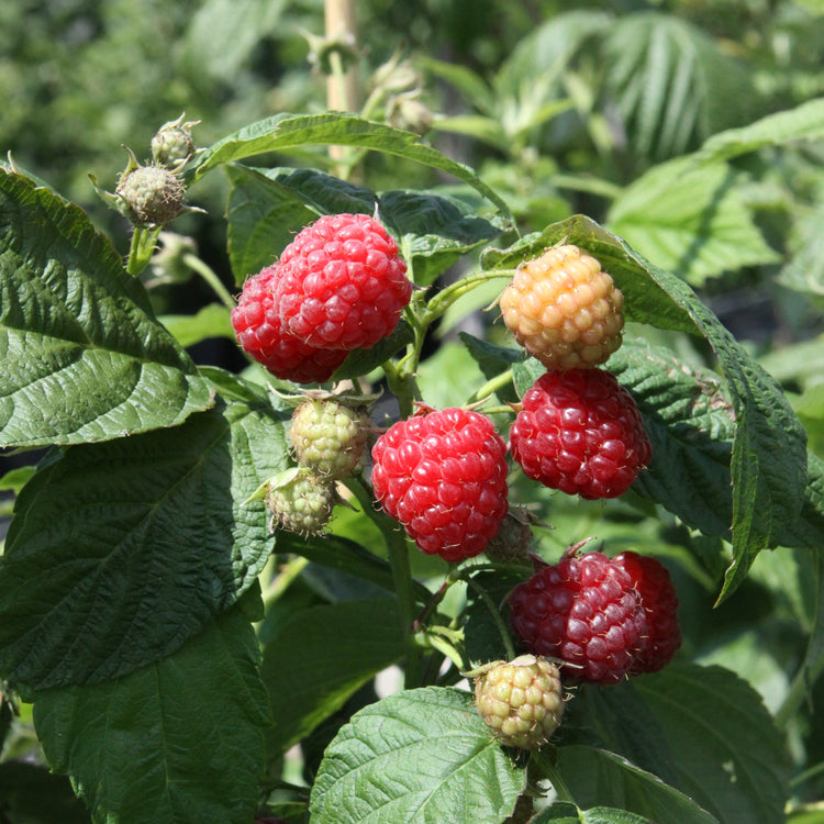 Raspberry 'Aroma Queen®' - young plants