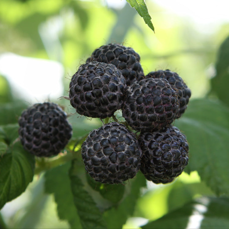 Himbeere 'Black Jewel' - Jungpflanze