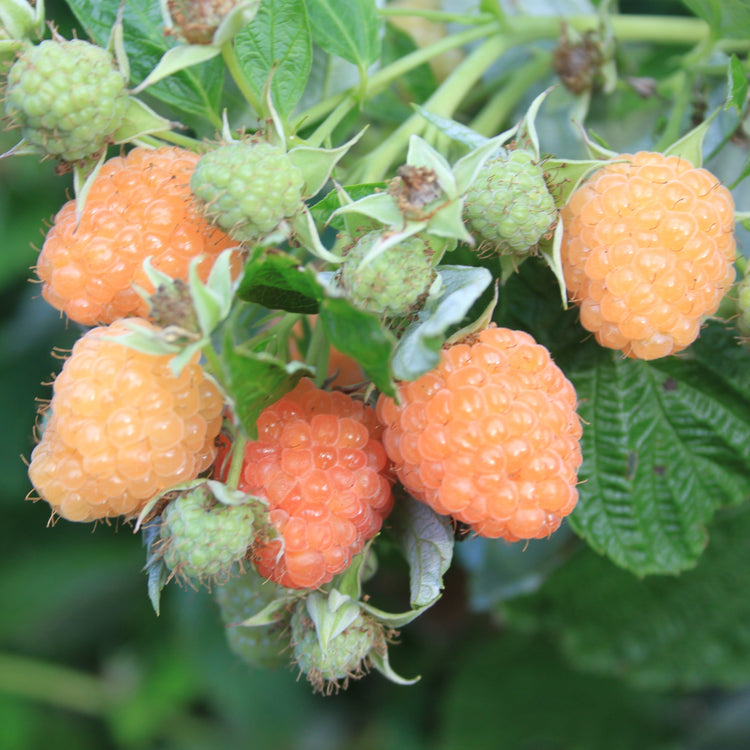 Raspberry Lowberry® 'Little Orangelina®' young plants