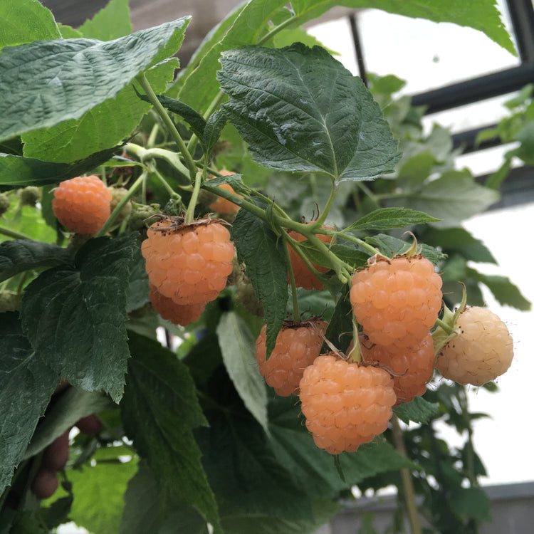 Raspberry Lowberry® 'Little Orangelina®' young plants