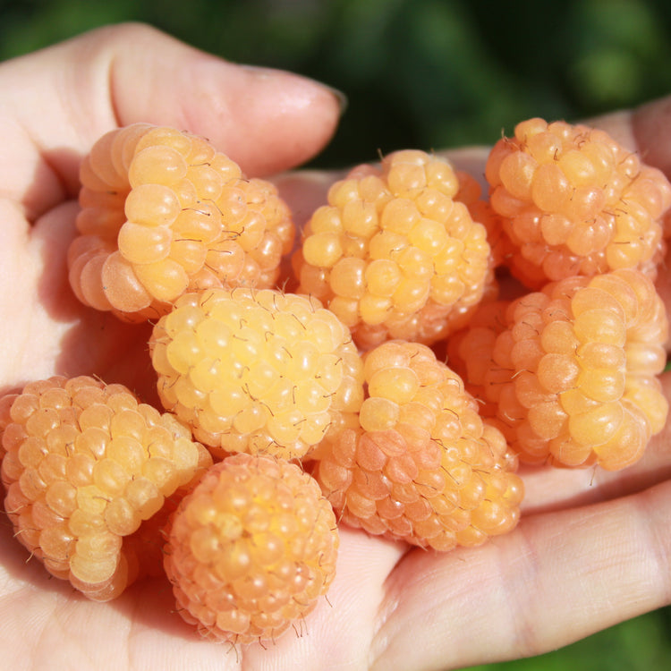 Himbeere Schlaraffia® ‘Golddigger®’ Jungpflanzen