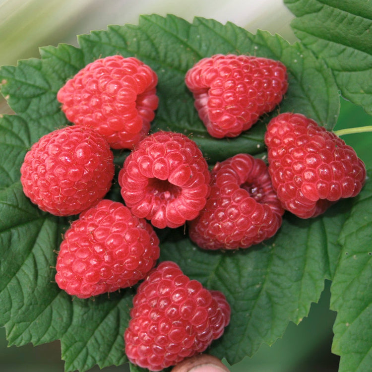 Raspberry Twotimer® 'Sugana(PBR)' young plants