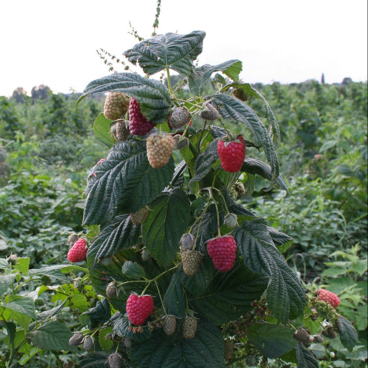 Raspberry Twotimer® 'Sugana(PBR)' young plants