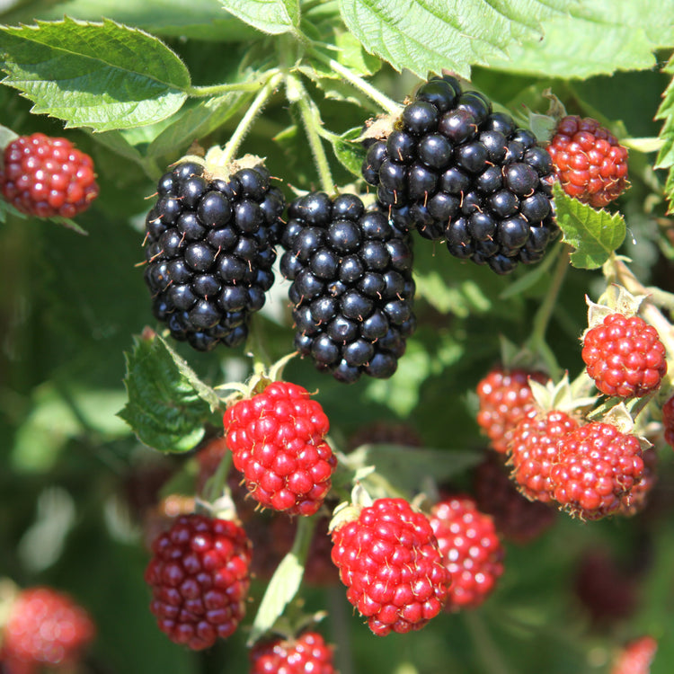 Brombeere Loch Ness'-Jungpflanzen