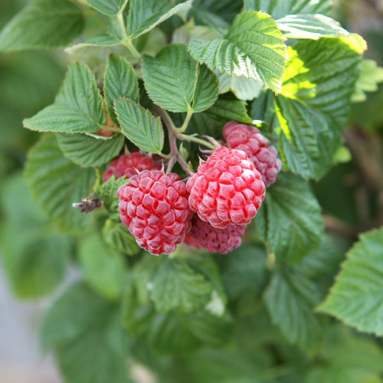 Raspberry Lowberry® 'Ruby Best®' - young plants
