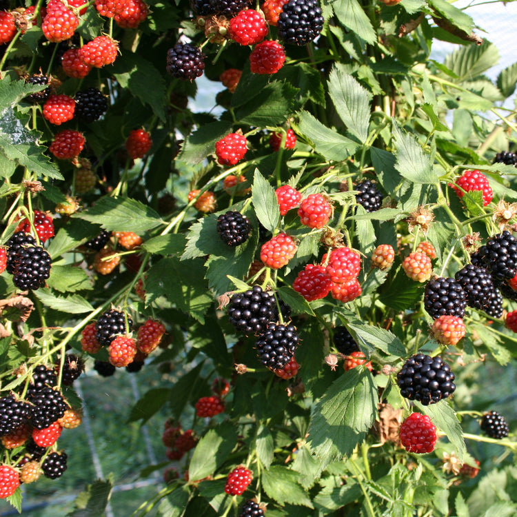 Blackberry Navaho® 'Summerlong'® young plants
