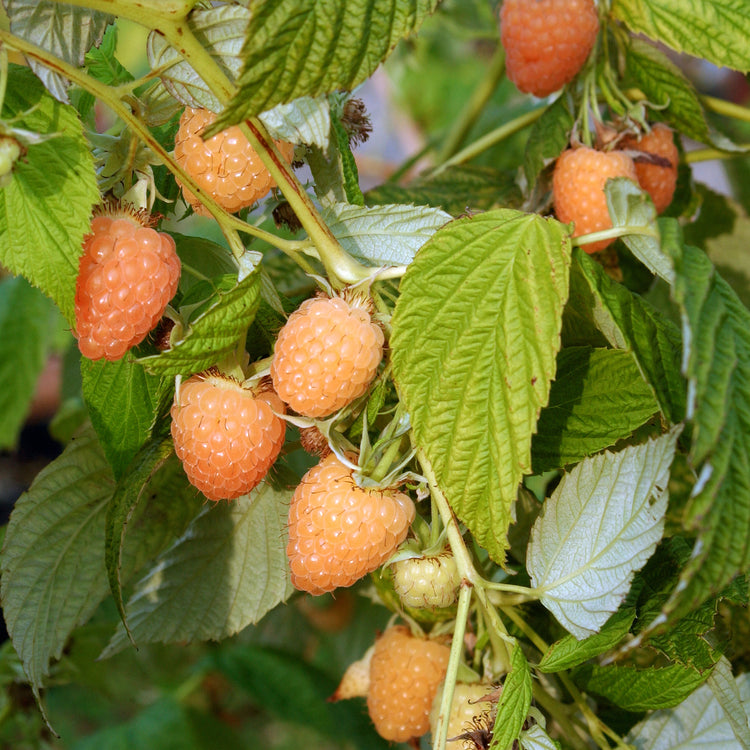 Raspberry Primeberry® 'Autumn Amber®' young plants