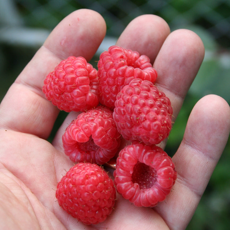 Raspberry Primeberry® 'Autumn First®' young plants