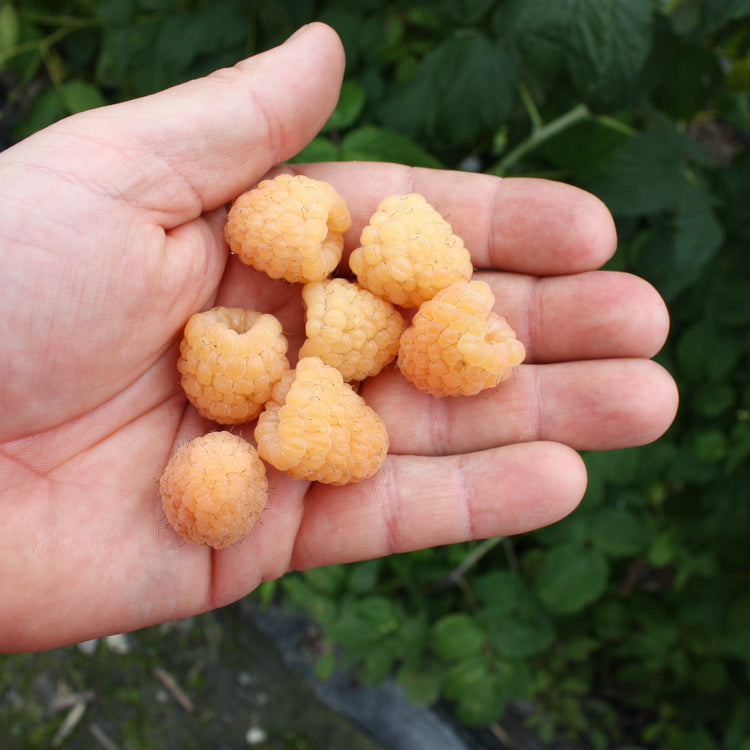 Raspberry Primeberry® 'Autumn Sun®' young plants