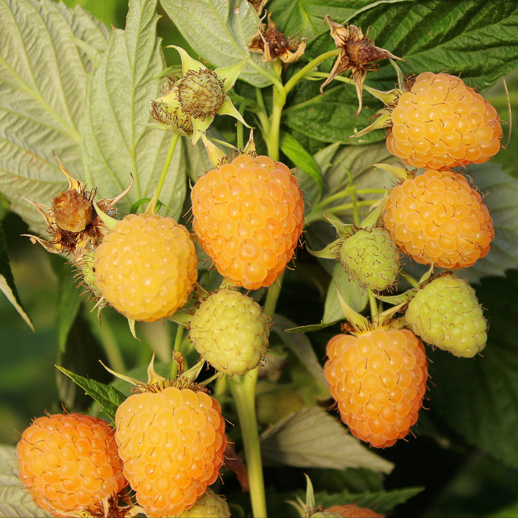 Raspberry Primeberry® 'Autumn Sun®' young plants