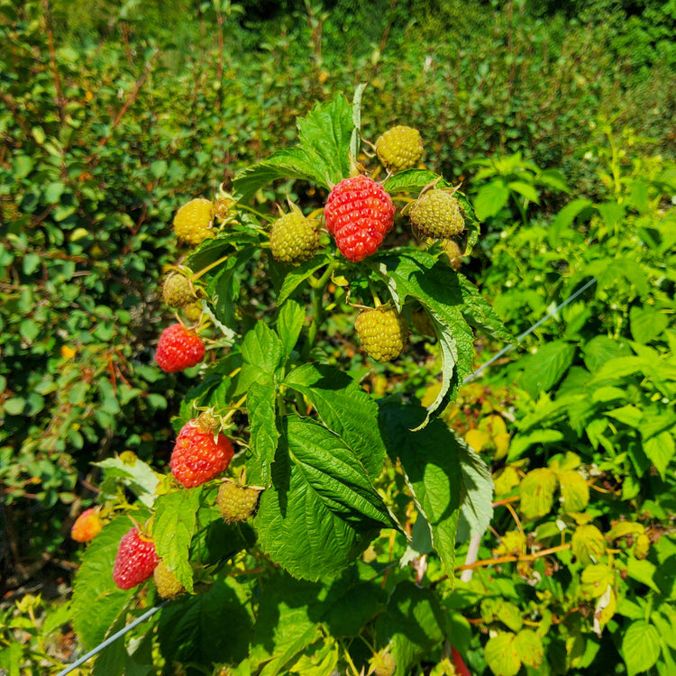Raspberry Primeberry® 'Grand Heritage®' young plants