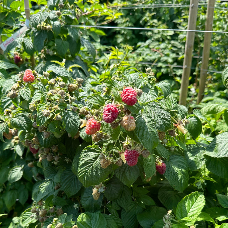 Himbeere Primeberry® 'Purple Love'-Jungpflanzen