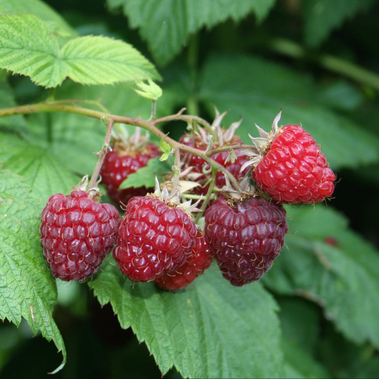 Raspberry 'Sanibelle®' young plants