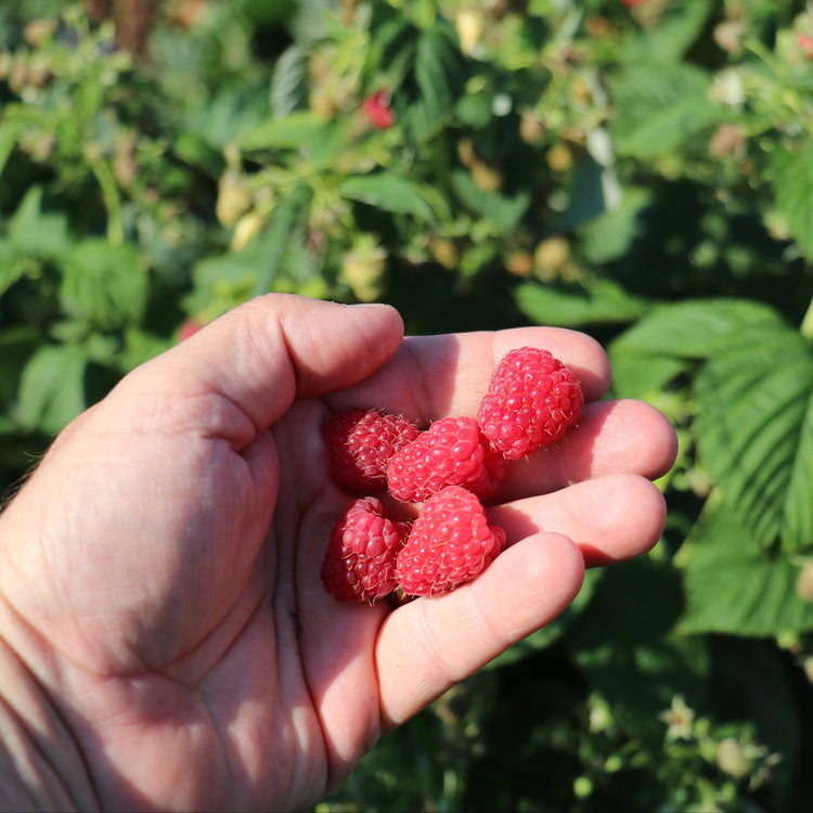 Raspberry Schlaraffia® 'Plentiful®' young plants