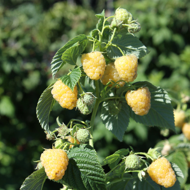 Raspberry Twotimer® 'Sugana yellow' young plants