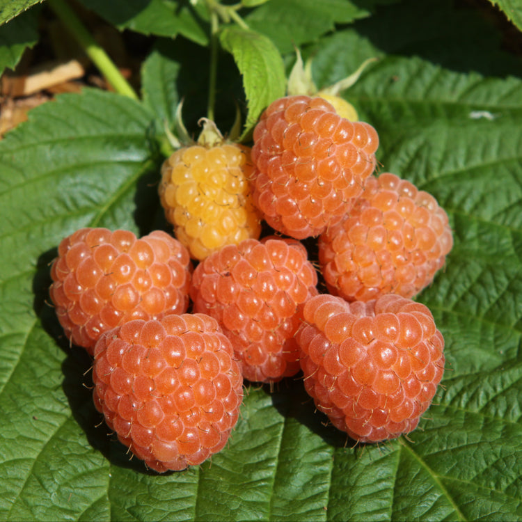 Raspberry 'Valentina®' young plants