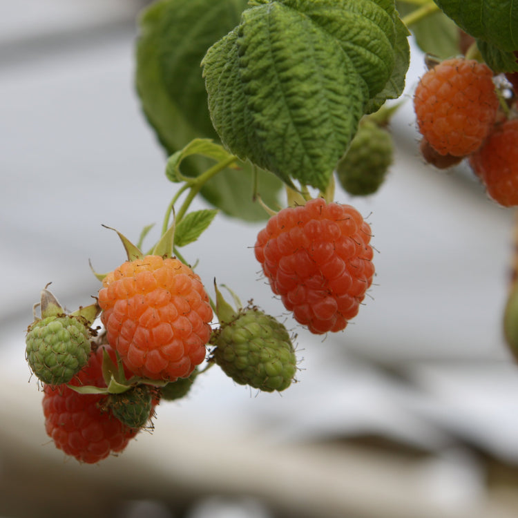 Raspberry 'Valentina®' young plants