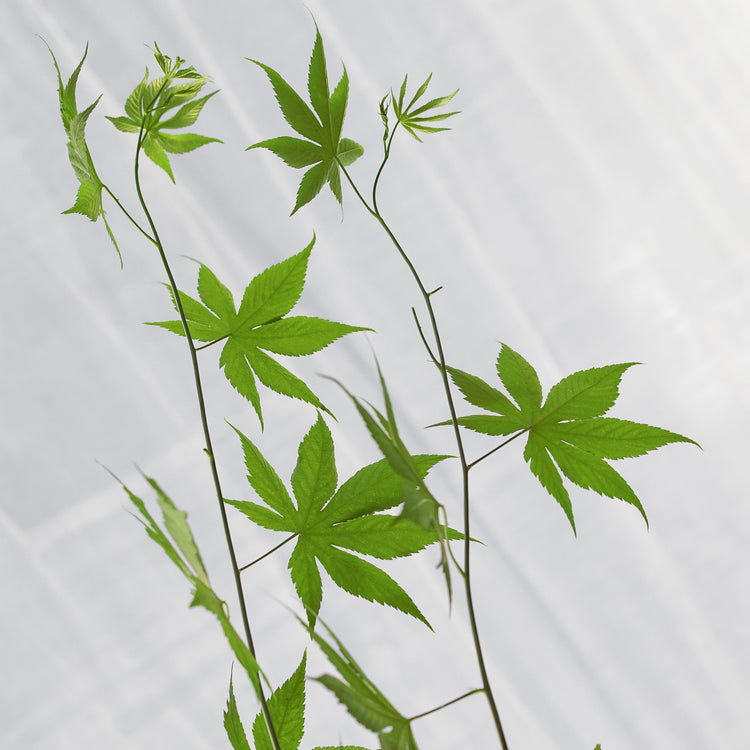 Raspberry 'Sweetleaf®' young plants