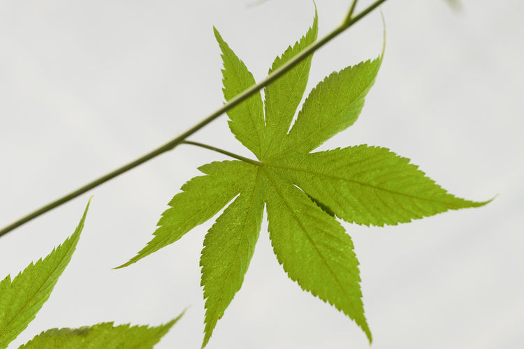 Raspberry 'Sweetleaf®' young plants