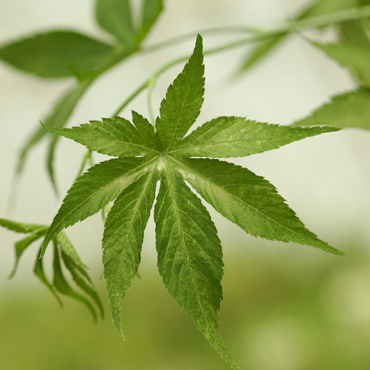 Raspberry 'Sweetleaf®' young plants