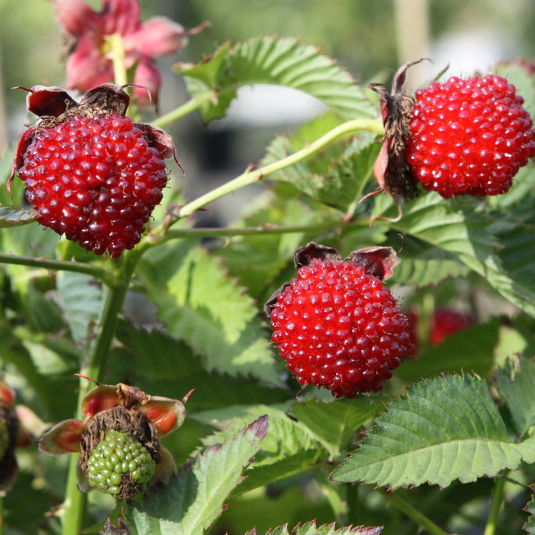 Raspberry 'Strawberry Raspberry' young plants