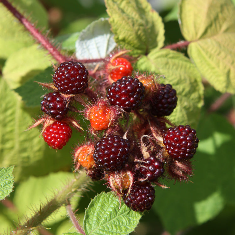 Japanese wineberry young plants