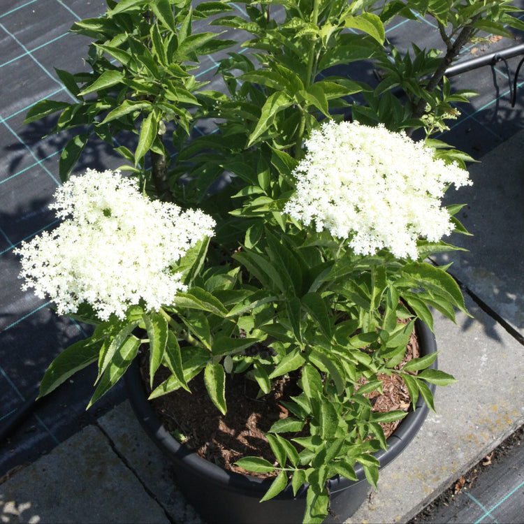 Black elderberry 'Haidegg 17' - young plants