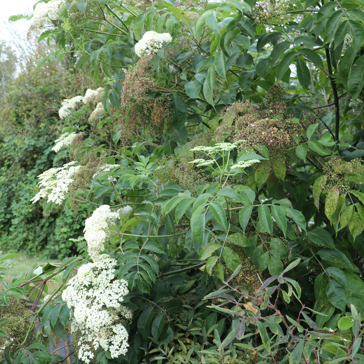 Gartenholunder Howunder® 'York'-Jungpflanzen