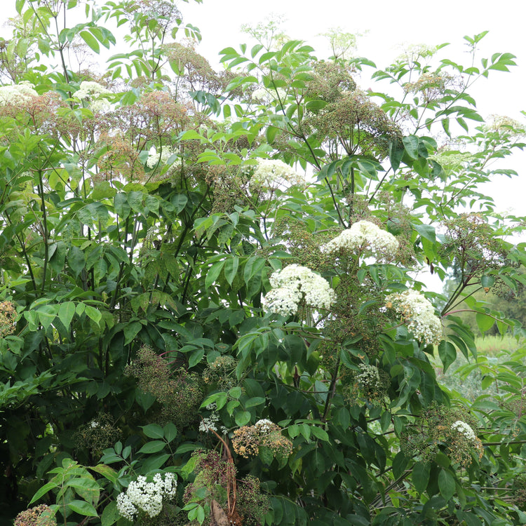 Gartenholunder Howunder® 'York'-Jungpflanzen