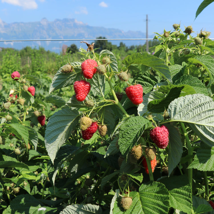 Raspberry Schlaraffia® 'Naschmich®' young plants