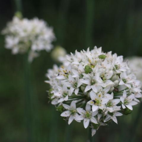 Garlic chives young plants