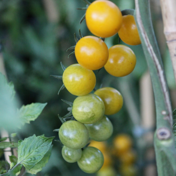 Tomato OpenSky® 'Morningsun®' young plants