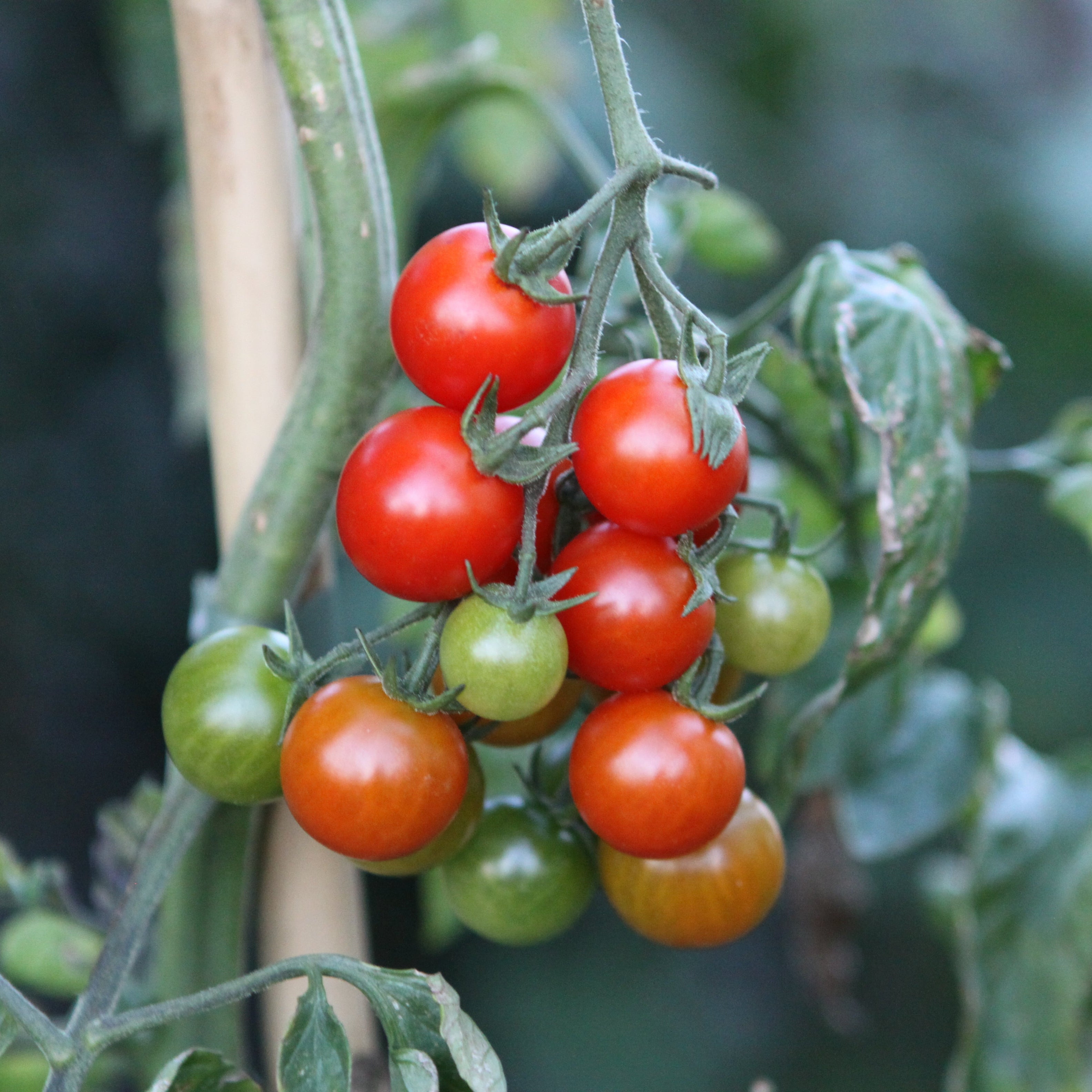 tomato プロフ必読！ Tomato OpenSky® Sugared® young plants